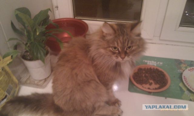 Котовторник