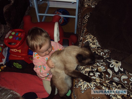 Кот впервые увидел младенца