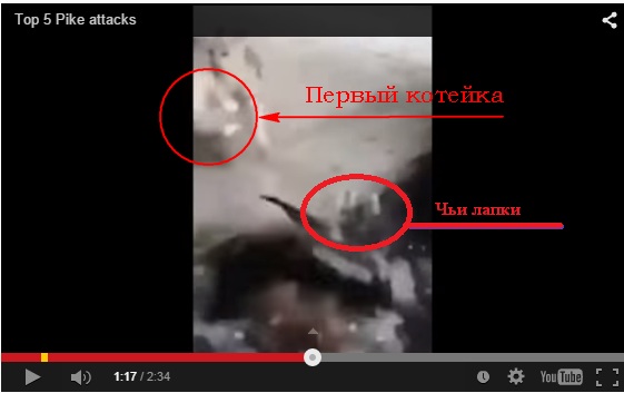 Щуки на охоте