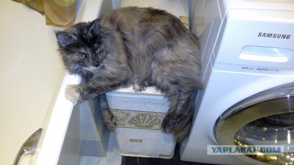Котовторник 07 04 2015