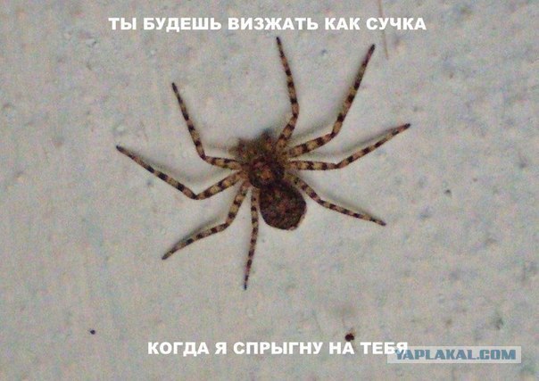 Паук в ванной