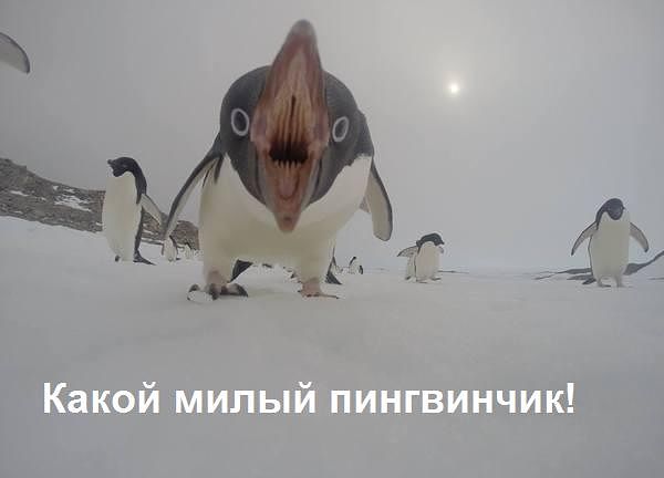 Давайте меня замуж отдадим!