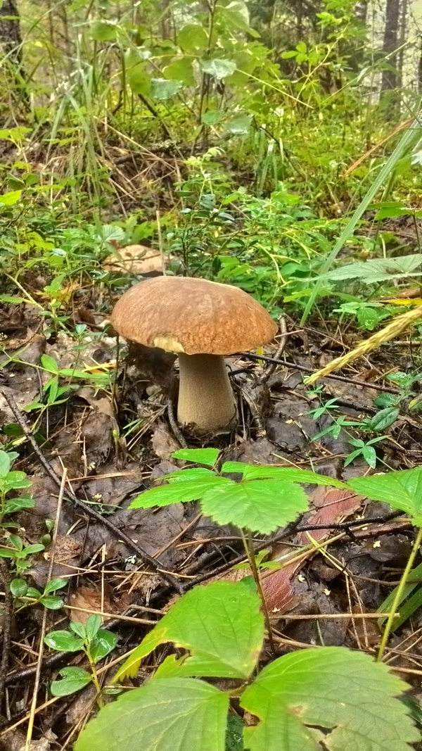 В лес за грибами.