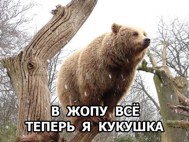 Картинки