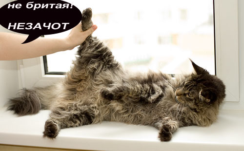 Коты, кошки, котята