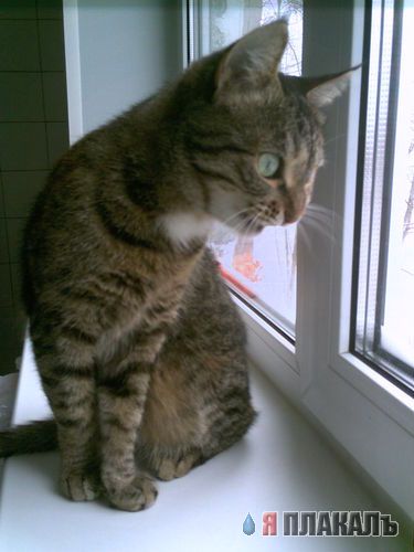 Котовторник!