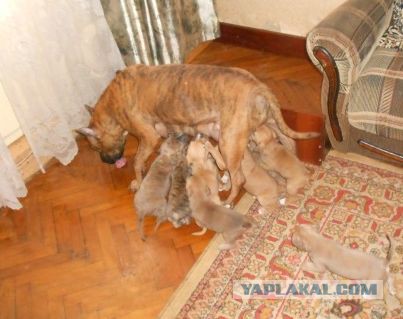 Трогательнейшие семейные сцены из мира животных