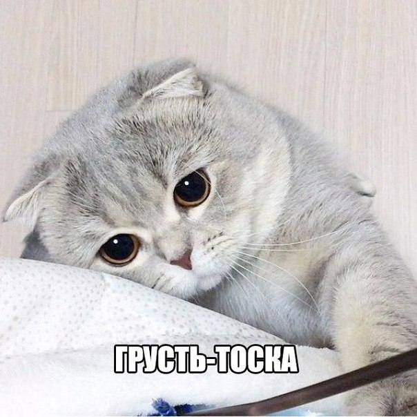 Подборка картинок и демотиваторов
