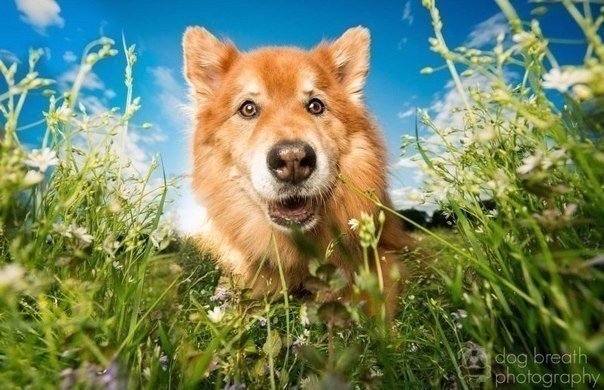 Прикольные животные
