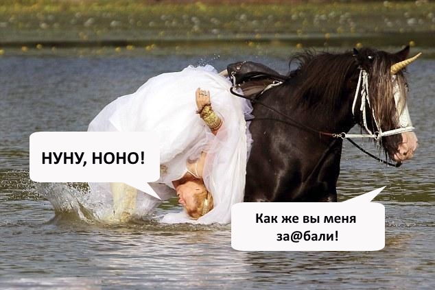 Лошадь испортила свадебную фотосессию американки