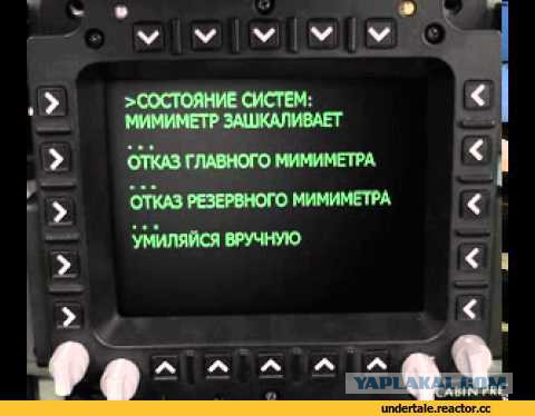 Енот, кот и хаска