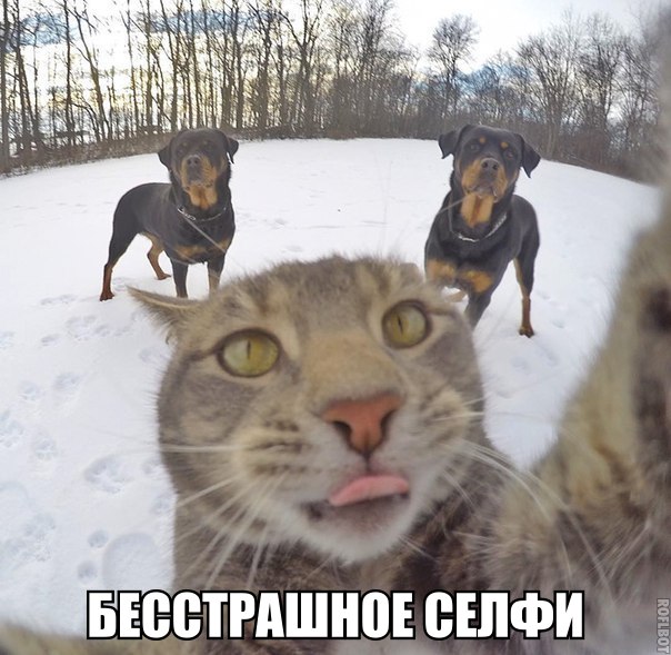 Порция картинок