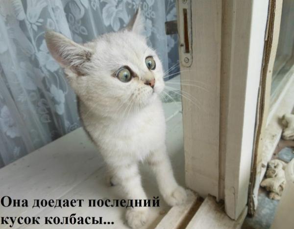 Коты из сети