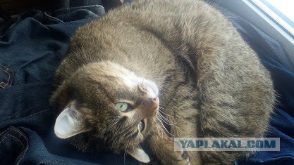 Котовторник 18.04.2017