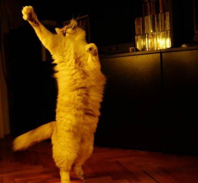 Коты и Кошки