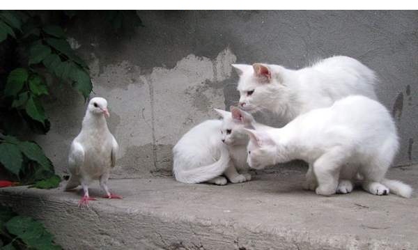 Коты и Кошки