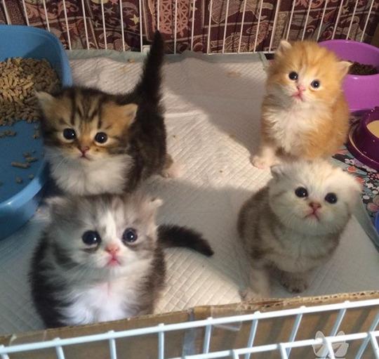 Коты и Кошки