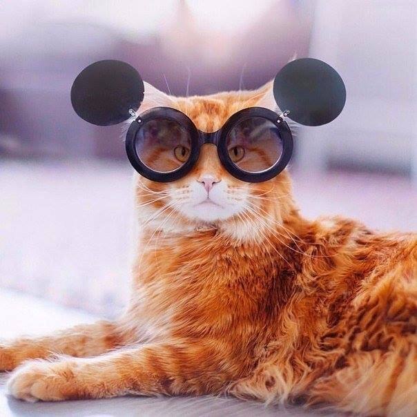 24 кота, которые подняли дерзость на новый уровень