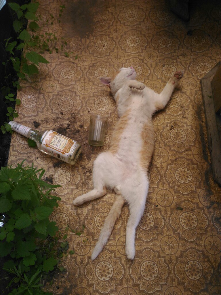 Картинка нажраться в сракотень