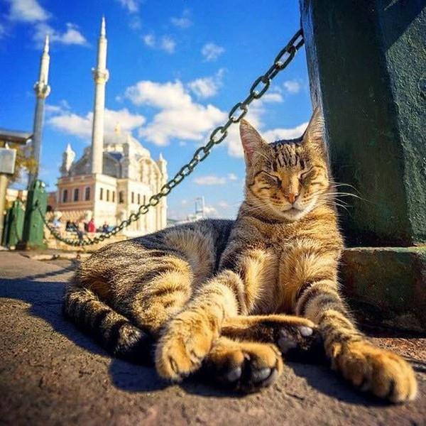 Котовторник 05.06.2018
