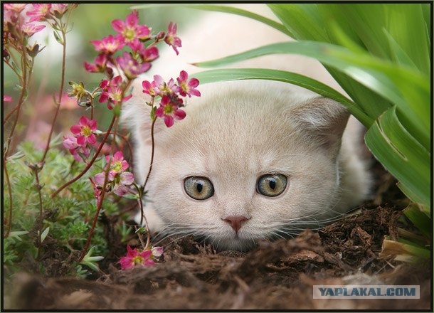 Даёшь Котовторник на ЯПе! (29.07.08)