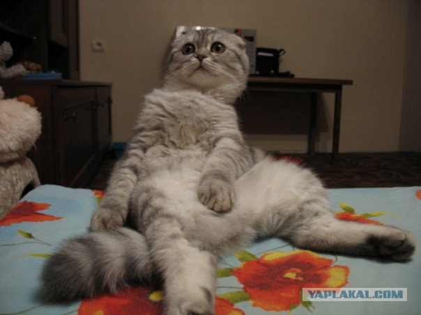 Котовторник на 07.07.2009