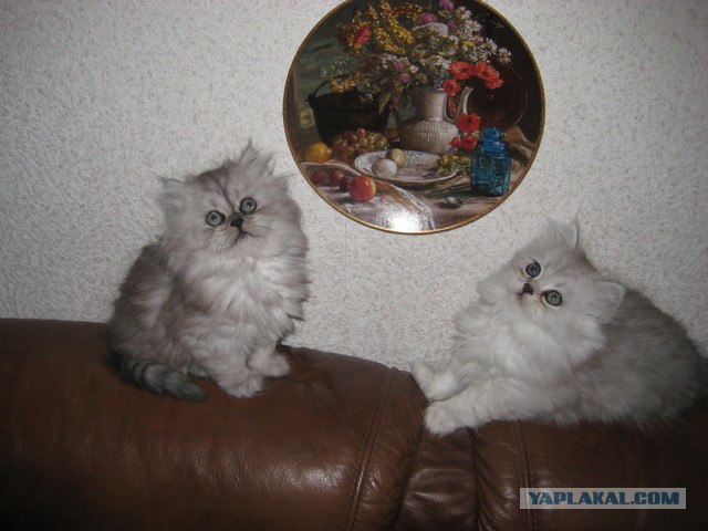 День котов