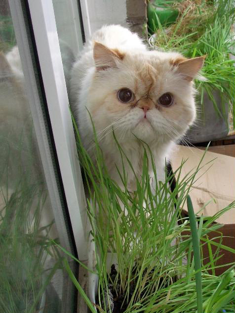 Котовторник на 22 июня