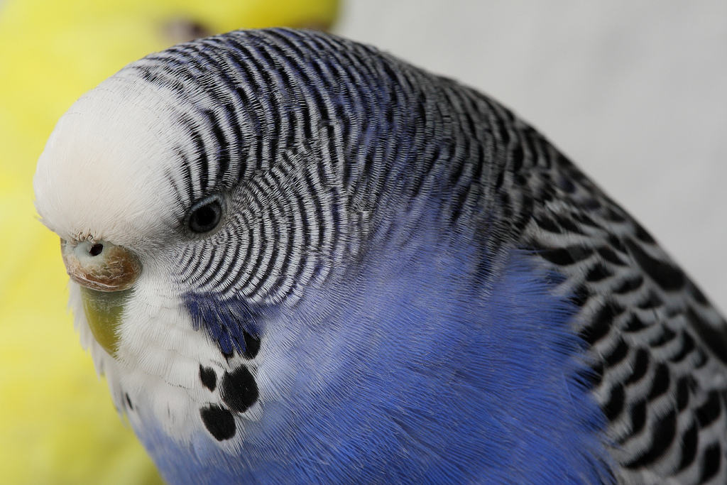 породы волнистых попугайчиков. волнистый попугай. кобальтовый волнистый попугай. волнистый попугай взъерошенный. попугаи волнистые попугайчики.