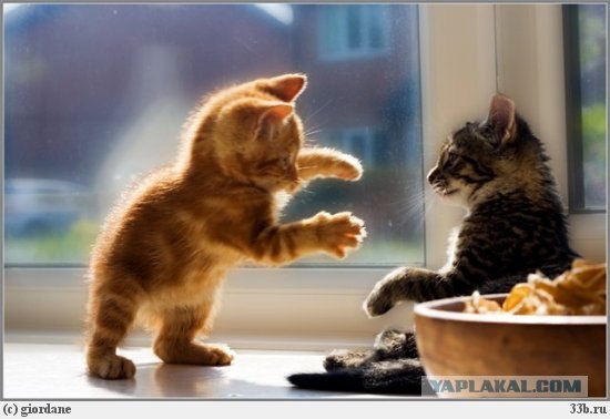 It's Catursday Fever! (Котовторник)