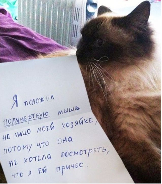 Прикольных котов пост