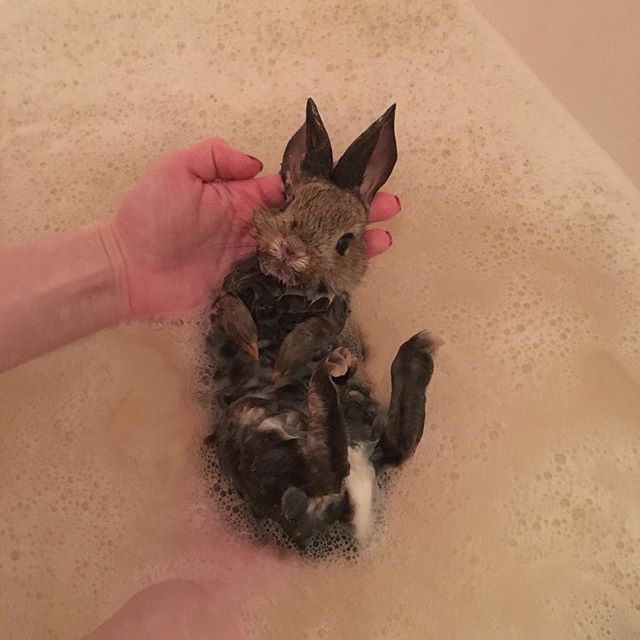 Живность из сети
