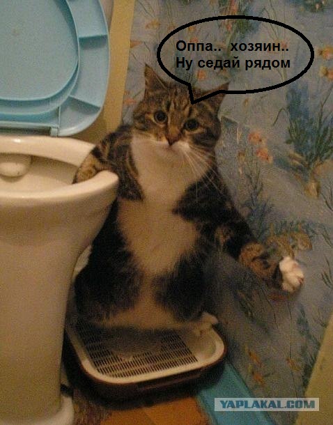 А ты приучил?