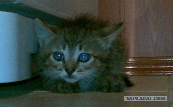 Накорми бездомного кота