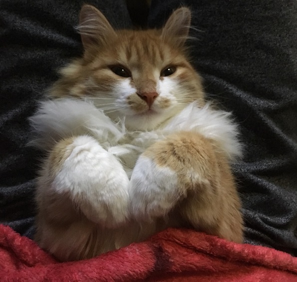 Котовторник 27.11.2018