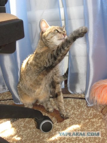 Котовторник! 08.11.11