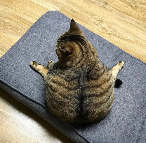 Прикольных котов пост