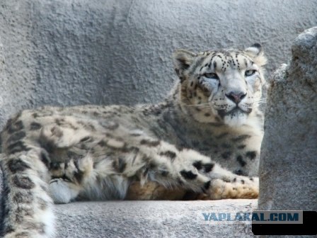 Кошки высокого полета