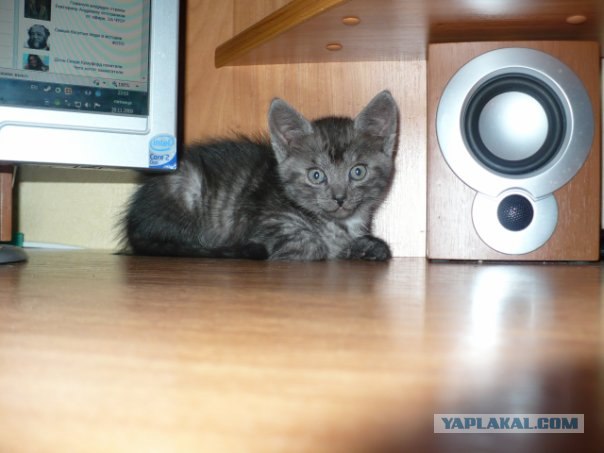Котовторник  16.10.12