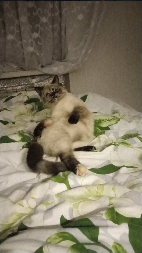 Забавные фото котеек