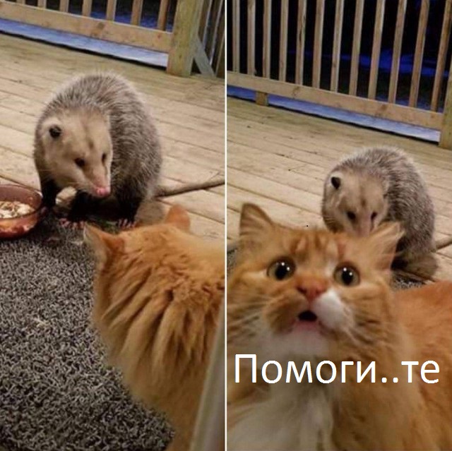Подборка интересных и веселых картинок 21.04.19