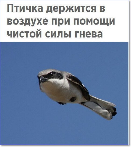Применим физику в постели или белка и стрелка. Картинки