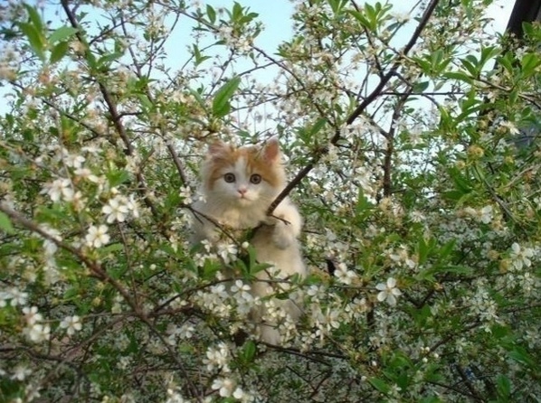 Зверушки