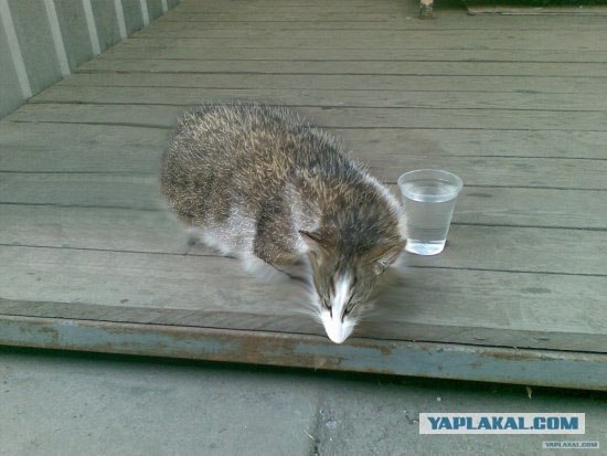 Фотожаба: Лето. Коту жарко