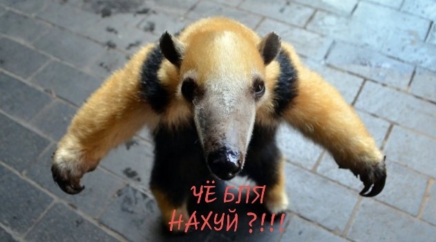 Эксгибиционист