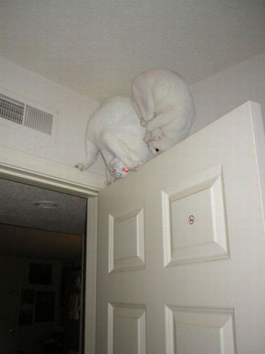 Котэ-креведко