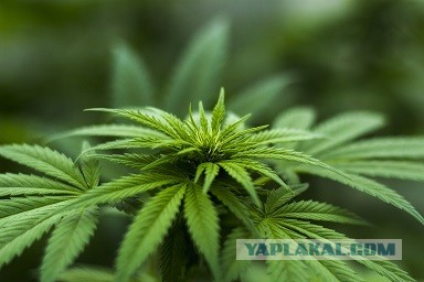 В Москве пенсионерка за лето заработала 17 млн рублей на продаже овощей