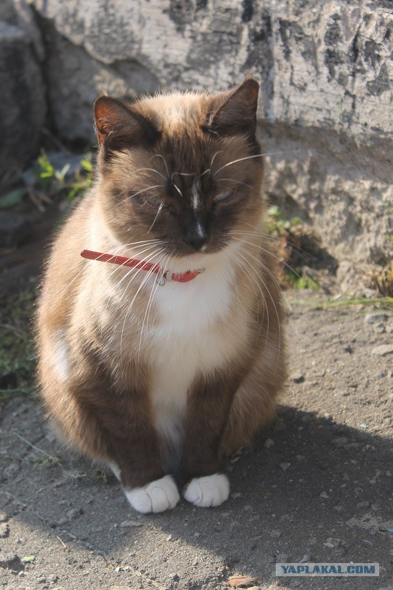 Жизнь домашнего приюта "Котоленд" 304