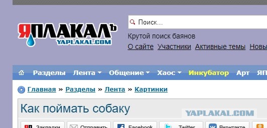 Как поймать собаку
