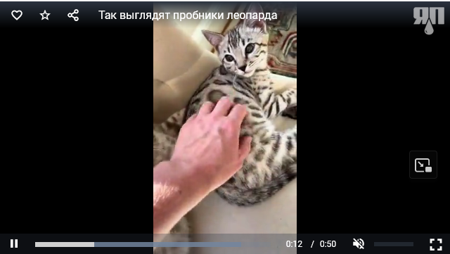 Так выглядят пробники леопарда